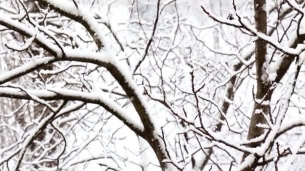 Fallande snö i en vinterpark med snötäckta träd. — Stockvideo