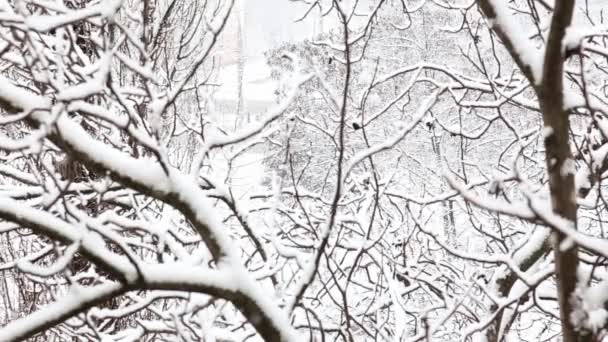 Chute de neige dans un parc d'hiver avec des arbres enneigés. vue de dessus .