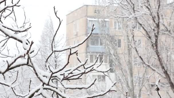 Schneefall Einem Winterpark Mit Schneebedeckten Bäumen Ansicht Von Oben Hintergrund — Stockvideo