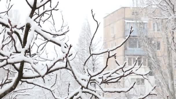 Падение Снега Зимнем Парке Заснеженными Деревьями Вид Сверху Заднем Плане — стоковое видео
