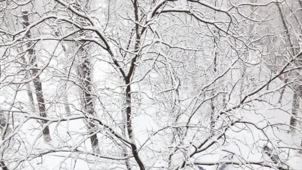 Padający Śnieg Parku Zimowym Śniegiem Pokryte Drzewami Widok Góry — Wideo stockowe