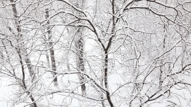 雪に覆われた木々に覆われた冬の公園で雪が降る. — ストック動画