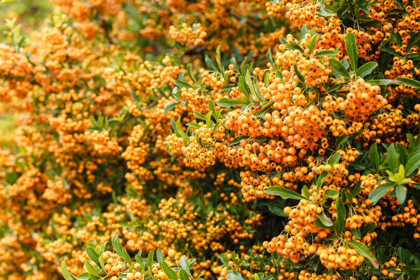 Многие спелые ягоды облепихи на ветвях крупным планом
.