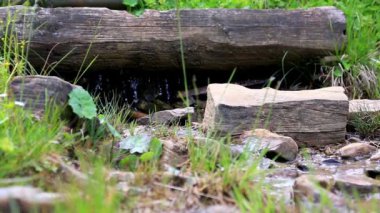 Küçük brook bir ormanda güneşli yaz gününde akan.