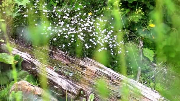 Kleiner Bach, der an einem sonnigen Sommertag in den Wald fließt. — Stockvideo