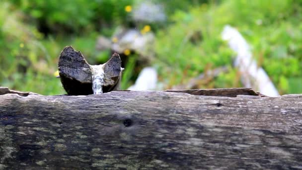 Liten bäck som flyter i en skog på solig sommardag. — Stockvideo