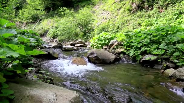 Kleiner Gebirgsfluss, der an einem sonnigen Sommertag in einem Wald fließt. — Stockvideo