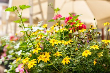Çok güzel sarı çiçekler - bir sokak kafe bir yaz dekorasyon.