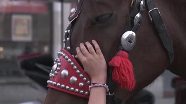 Niño Acariciando Hocico Caballo Bellamente Decorado Plaza Central Del Mercado — Vídeos de Stock