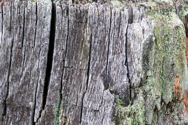 Old tree close-up, wooden background with for design. — Stock Photo, Image