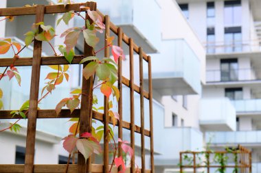 Vahşi üzümler beyaz çağdaş avluda yetişir.