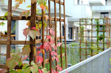 Vahşi üzümler modern apartmanın rahat avlusunda yetişir.
