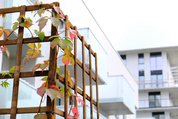 Ivy crecer en un acogedor patio de blanco apartamento contemporáneo bui — Foto de Stock