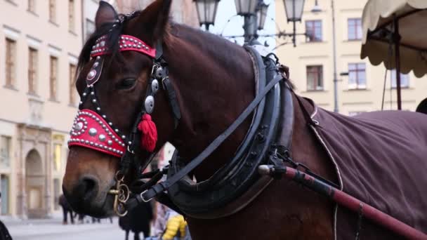 Wroclaw Polen Januari 2020 Hoofd Van Mooie Paard Wachten Sightseeing — Stockvideo