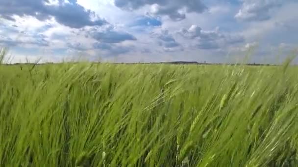 Камера Рухається Сільськогосподарському Полі Через Зелені Колоски Пшениці Ширяють Під — стокове відео