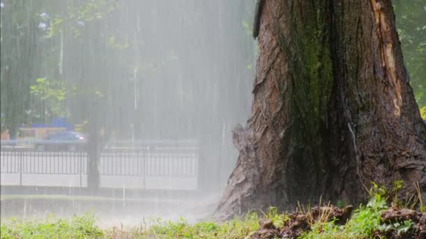 Starker Starkregen Sonnigen Hellen Sommertagen Der Bäume Und Gras Auf — Stockvideo