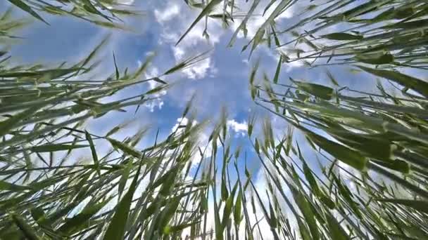 Groene Pieken Van Tarwe Zwaaien Wind Een Landbouwveld Een Zonnige — Stockvideo