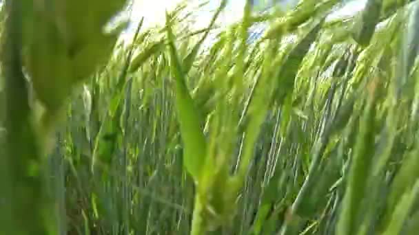 Cámara Moviéndose Campo Agrícola Través Espiguillas Verdes Trigo Balanceándose Viento — Vídeo de stock