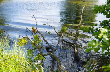 Dal dallarıyla gölün kenarında