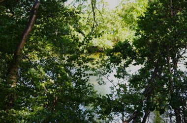 Ağaç dokusunda yapraklar ve ön planda göl.