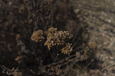 Mavili arka planı olan kurutulmuş ot odağı