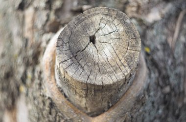 Kısmi ağaç gövdesi ön planda maviye boyanmış