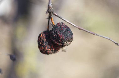 Ağaçlarda kurumuş elmalar