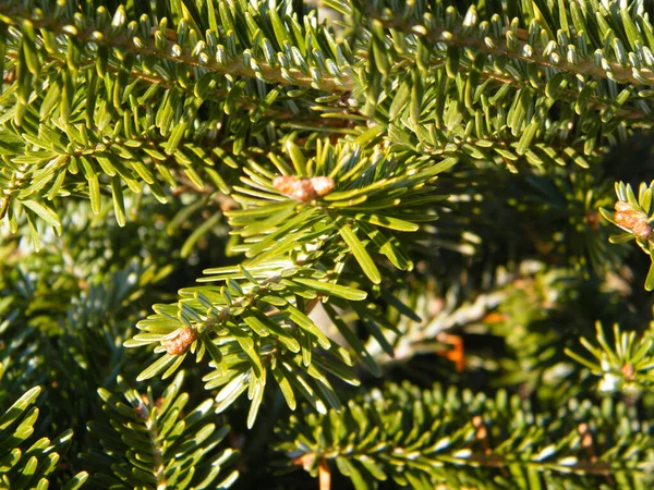 Gałęzie Drzewa Fir Boże Narodzenie Tło — Zdjęcie stockowe
