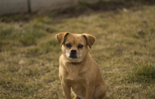 Hund Fokuserad Med Blured Bakgrund — Stockfoto