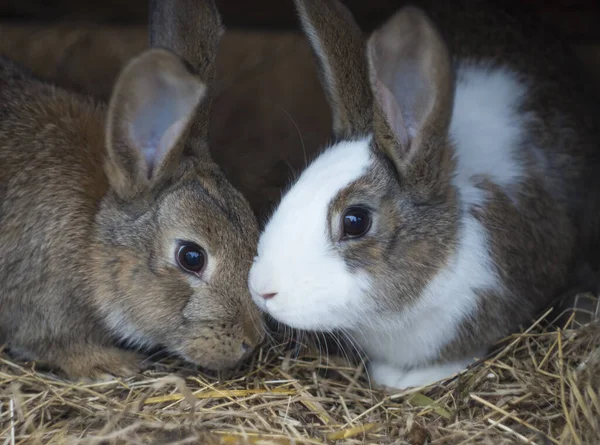 Close Pair Bunnies — Stock Photo, Image