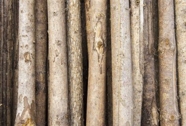 Ağaç kütüklerinin ahşap detaylarıyla dokusu