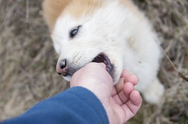 Küçük mutlu köpek elle oynuyor.
