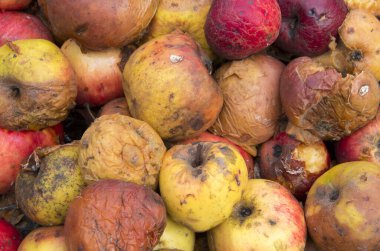 Doğa üzerindeki çürük doğal elmaların dokusu.