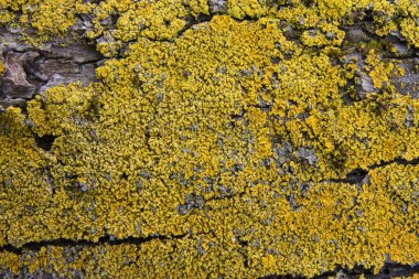 Detaylı sarı yosun içeren ağaç dokusu