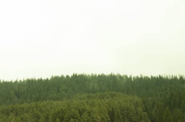 Sisin arkasında Noel ağaçları var.