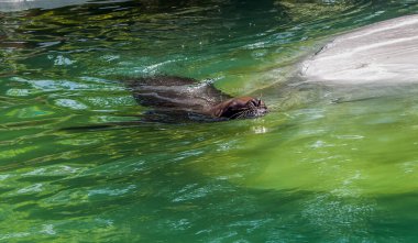 Tuna Deltası sularında vahşi bir su samuru.