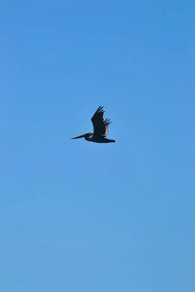 Fliegender Pelikan Blauen Himmel — Stockfoto