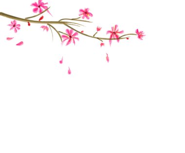 Beyaz arka planda bahar çiçekleri