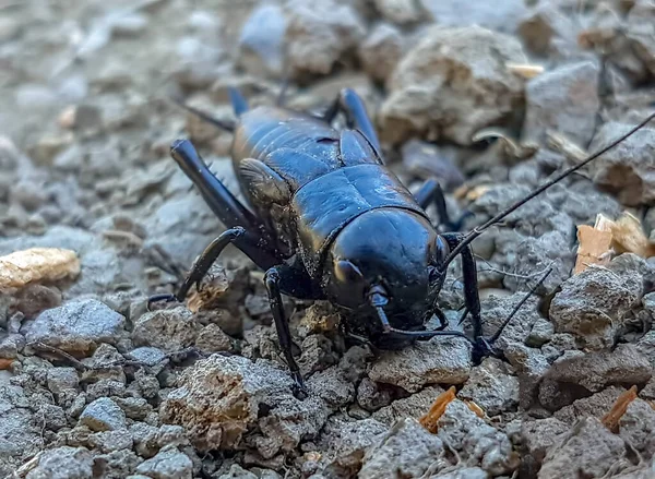Siyah böceği doğal ortama yaklaştır.