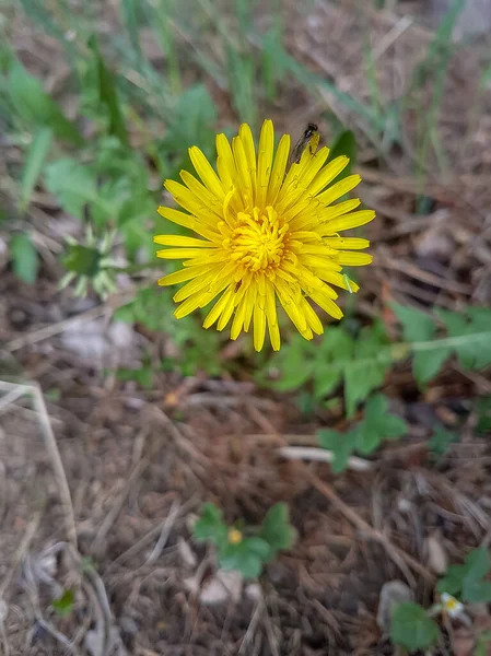 Fleur Sauvage Jaune Dans Prairie — Photo