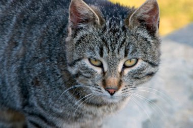 Gri kedi çimlere otur.