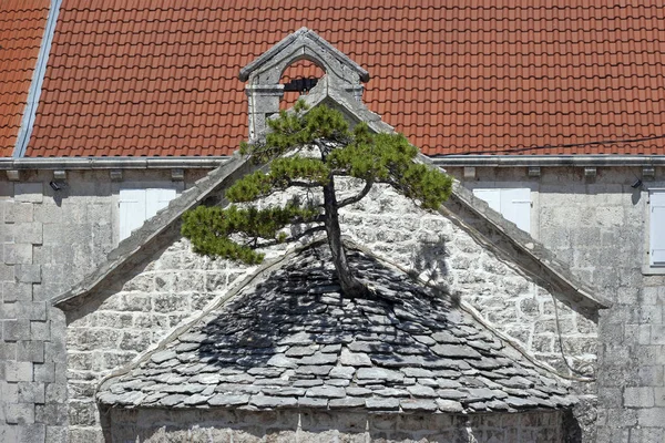 Pin poussant du toit de l'église — Photo