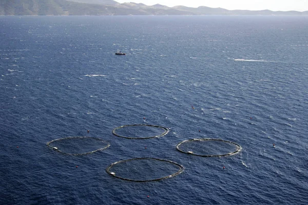 Cirkels op het oppervlak van de zee — Stockfoto