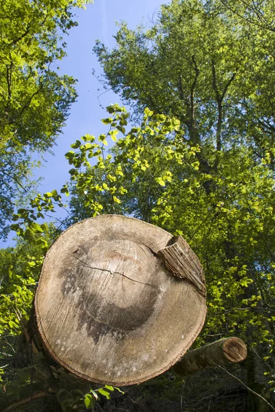 Buk brązowy tułów przed zielonych liści — Zdjęcie stockowe