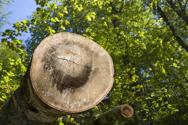 Tronco de faia marrom na frente de folhas verdes — Fotografia de Stock