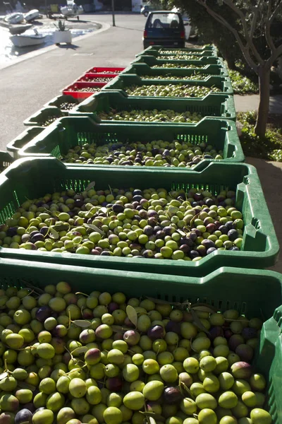 Olives in green plastic baskets ready for processing on island Brac in Croatia