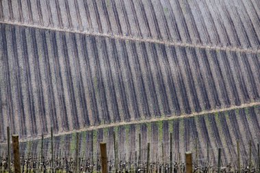 Plavac mali üzüm Peljesac Yarımadası Hırvatistan yakınındaki Güney Dalmaçya yeni üzüm bağları