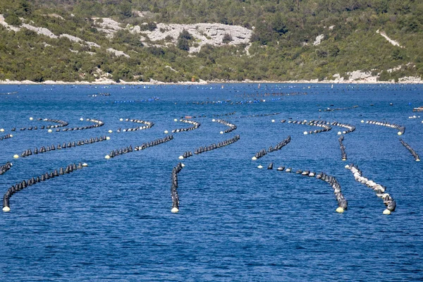 Producción Ostras Pescado Bahía Bistrina Cerca Ciudad Ston Península Peljesac — Foto de Stock