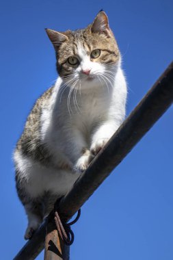 Mavi zemin üzerinde demir yapı üzerine beyaz-kahverengi kedi