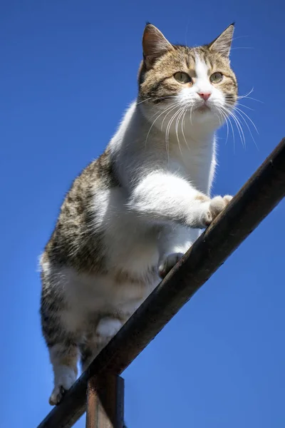 Gato Branco Marrom Construção Ferro Fundo Azul — Fotografia de Stock